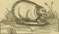 Picture 20 of 182 from Petri Bellonii Cenomani De aquatilibus, libri duo cum [epsilon, iota] conibus ad viuam ipsorum effigiem, quoad eius fieri potuit, expressis .. (1553), leaf 75