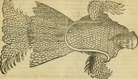 An illustration from Petri Bellonii Cenomani De aquatilibus, libri duo cum [epsilon, iota] conibus ad viuam ipsorum effigiem, quoad eius fieri potuit, expressis .. (1553)