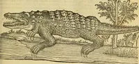 An illustration from Petri Bellonii Cenomani De aquatilibus, libri duo cum [epsilon, iota] conibus ad viuam ipsorum effigiem, quoad eius fieri potuit, expressis .. (1553)