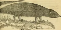 An illustration from Petri Bellonii Cenomani De aquatilibus, libri duo cum [epsilon, iota] conibus ad viuam ipsorum effigiem, quoad eius fieri potuit, expressis .. (1553)