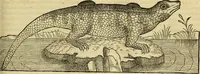 An illustration from Petri Bellonii Cenomani De aquatilibus, libri duo cum [epsilon, iota] conibus ad viuam ipsorum effigiem, quoad eius fieri potuit, expressis .. (1553)
