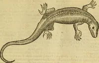 An illustration from Petri Bellonii Cenomani De aquatilibus, libri duo cum [epsilon, iota] conibus ad viuam ipsorum effigiem, quoad eius fieri potuit, expressis .. (1553)