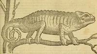 An illustration from Petri Bellonii Cenomani De aquatilibus, libri duo cum [epsilon, iota] conibus ad viuam ipsorum effigiem, quoad eius fieri potuit, expressis .. (1553)