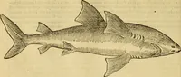 An illustration from Petri Bellonii Cenomani De aquatilibus, libri duo cum [epsilon, iota] conibus ad viuam ipsorum effigiem, quoad eius fieri potuit, expressis .. (1553)