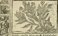 An illustration from Petri Costalii Pegma : cum narrationibus philosophicis (1555)