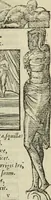 An illustration from Petri Costalii Pegma : cum narrationibus philosophicis (1555)
