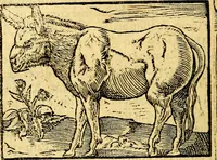 An illustration from Petri Costalij Pegma, : cum narrationibus philosophicis (1555)