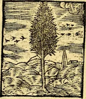 An illustration from Petri Costalij Pegma, : cum narrationibus philosophicis (1555)