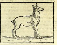 Picture 9 of 10 from Petri La Sena I.C. Neap. Cleombrotus, siue, De ijs, qui in aquis pereunt, philologica dissertatio (1637), leaf 175