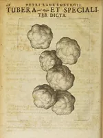Picture 7 of 7 from Petri Laurembergii Rostochiensis Apparatus plantarius tributus in duos libros : I. De plantis bulbosis, II. De plantis tuberosis : quibus exhibentur praeter nomenclaturas, multiplices earum differentiae & species, vires, usus tam culinarius quam medicus : cultura sive ratio eas plantandi, conservandi, propagandi, itemque quae poetae, philologi, philosophi, sacrae litterae, &c. de iis memoratu digna annotarunt : adiunctae sunt plantarum quarundam novarum nova ichnographia, & descriptiones (1654), leaf 132