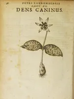 Picture 3 of 7 from Petri Laurembergii Rostochiensis Apparatus plantarius tributus in duos libros : I. De plantis bulbosis, II. De plantis tuberosis : quibus exhibentur praeter nomenclaturas, multiplices earum differentiae & species, vires, usus tam culinarius quam medicus : cultura sive ratio eas plantandi, conservandi, propagandi, itemque quae poetae, philologi, philosophi, sacrae litterae, &c. de iis memoratu digna annotarunt : adiunctae sunt plantarum quarundam novarum nova ichnographia, & descriptiones (1654), leaf 52