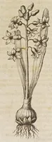 An illustration from Petri Laurembergii Rostochiensis Apparatus plantarius tributus in duos libros : I. De plantis bulbosis, II. De plantis tuberosis : quibus exhibentur praeter nomenclaturas, multiplices earum differentiae & species, vires, usus tam culinarius quam medicus : cultura sive ratio eas plantandi, conservandi, propagandi, itemque quae poetae, philologi, philosophi, sacrae litterae, &c. de iis memoratu digna annotarunt : adiunctae sunt plantarum quarundam novarum nova ichnographia, & descriptiones (1654)