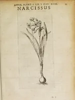 An illustration from Petri Laurembergii Rostochiensis Apparatus plantarius tributus in duos libros : I. De plantis bulbosis, II. De plantis tuberosis : quibus exhibentur praeter nomenclaturas, multiplices earum differentiae & species, vires, usus tam culinarius quam medicus : cultura sive ratio eas plantandi, conservandi, propagandi, itemque quae poetae, philologi, philosophi, sacrae litterae, &c. de iis memoratu digna annotarunt : adiunctae sunt plantarum quarundam novarum nova ichnographia, & descriptiones (1654)