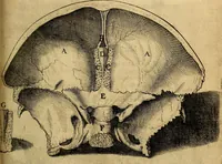 An illustration from Petri Paaw Amsteldamensis, in Academia Lugduno-Batava anatomici & botanici professoris Primitiae anatomicae : de humani corporis ossibus (1615)