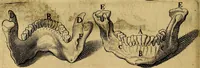 An illustration from Petri Paaw Amsteldamensis, in Academia Lugduno-Batava anatomici & botanici professoris Primitiae anatomicae : de humani corporis ossibus (1615)
