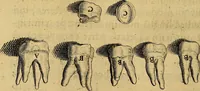 An illustration from Petri Paaw Amsteldamensis, in Academia Lugduno-Batava anatomici & botanici professoris Primitiae anatomicae : de humani corporis ossibus (1615)