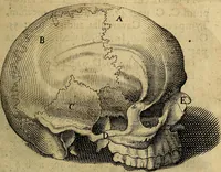 Picture 35 of 63 from Petri Paaw Amsteldamensis, in Academia Lugduno-Batava anatomici & botanici professoris Primitiae anatomicae : de humani corporis ossibus (1615), leaf 112