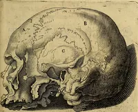 An illustration from Petri Paaw Amsteldamensis, in Academia Lugduno-Batava anatomici & botanici professoris Primitiae anatomicae : de humani corporis ossibus (1615)