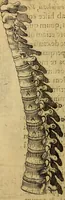 Picture 39 of 63 from Petri Paaw Amsteldamensis, in Academia Lugduno-Batava anatomici & botanici professoris Primitiae anatomicae : de humani corporis ossibus (1615), leaf 117