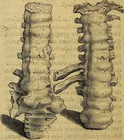 Picture 41 of 63 from Petri Paaw Amsteldamensis, in Academia Lugduno-Batava anatomici & botanici professoris Primitiae anatomicae : de humani corporis ossibus (1615), leaf 119