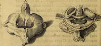 An illustration from Petri Paaw Amsteldamensis, in Academia Lugduno-Batava anatomici & botanici professoris Primitiae anatomicae : de humani corporis ossibus (1615)