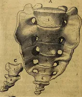 An illustration from Petri Paaw Amsteldamensis, in Academia Lugduno-Batava anatomici & botanici professoris Primitiae anatomicae : de humani corporis ossibus (1615)