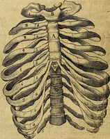 An illustration from Petri Paaw Amsteldamensis, in Academia Lugduno-Batava anatomici & botanici professoris Primitiae anatomicae : de humani corporis ossibus (1615)