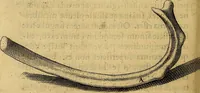 Picture 50 of 63 from Petri Paaw Amsteldamensis, in Academia Lugduno-Batava anatomici & botanici professoris Primitiae anatomicae : de humani corporis ossibus (1615), leaf 147
