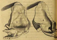 An illustration from Petri Paaw Amsteldamensis, in Academia Lugduno-Batava anatomici & botanici professoris Primitiae anatomicae : de humani corporis ossibus (1615)