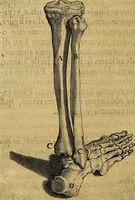 An illustration from Petri Paaw Amsteldamensis, in Academia Lugduno-Batava anatomici & botanici professoris Primitiae anatomicae : de humani corporis ossibus (1615)