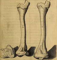 An illustration from Petri Paaw Amsteldamensis, in Academia Lugduno-Batava anatomici & botanici professoris Primitiae anatomicae : de humani corporis ossibus (1615)