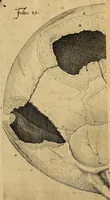 An illustration from Petri Paaw Amsteldamensis, in Academia Lugduno-Batava anatomici & botanici professoris Primitiae anatomicae : de humani corporis ossibus (1615)
