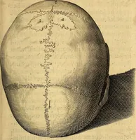 Picture 15 of 63 from Petri Paaw Amsteldamensis, in Academia Lugduno-Batava anatomici & botanici professoris Primitiae anatomicae : de humani corporis ossibus (1615), leaf 54