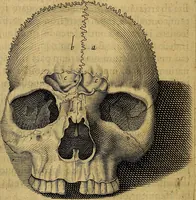 An illustration from Petri Paaw Amsteldamensis, in Academia Lugduno-Batava anatomici & botanici professoris Primitiae anatomicae : de humani corporis ossibus (1615)