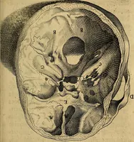 An illustration from Petri Paaw Amsteldamensis, in Academia Lugduno-Batava anatomici & botanici professoris Primitiae anatomicae : de humani corporis ossibus (1615)