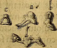 Picture 23 of 63 from Petri Paaw Amsteldamensis, in Academia Lugduno-Batava anatomici & botanici professoris Primitiae anatomicae : de humani corporis ossibus (1615), leaf 81