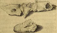 Picture 24 of 63 from Petri Paaw Amsteldamensis, in Academia Lugduno-Batava anatomici & botanici professoris Primitiae anatomicae : de humani corporis ossibus (1615), leaf 82