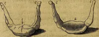 An illustration from Petri Paaw Amsteldamensis, in Academia Lugduno-Batava anatomici & botanici professoris Primitiae anatomicae : de humani corporis ossibus (1615)