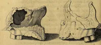 An illustration from Petri Paaw Amsteldamensis, in Academia Lugduno-Batava anatomici & botanici professoris Primitiae anatomicae : de humani corporis ossibus (1615)