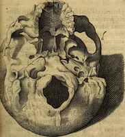 Picture 27 of 63 from Petri Paaw Amsteldamensis, in Academia Lugduno-Batava anatomici & botanici professoris Primitiae anatomicae : de humani corporis ossibus (1615), leaf 92