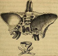 An illustration from Petri Paaw Amsteldamensis, in Academia Lugduno-Batava anatomici & botanici professoris Primitiae anatomicae : de humani corporis ossibus (1615)