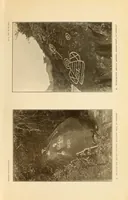 An illustration from Petroglyphs of Saint Vincent, British West Indies (1914)