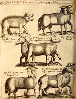 An illustration from P. Gasparis Schotti, regis curtani ... Physica curiosa, sive, Mirabilia naturæ et artis libris XII. comprehensa : quibus pleraq[ue], quæ de angelis, dæmonibus, hominibus, spectris, energumenis, monstris, portentis, animalibus, meteoris, &c. rara, arcana, curiosaq[ue] circumferuntur, ad veritatis trutinam expenduntur : variis ex historia ac philosophia petitis disquisitionibus excutiuntur, & innumeris exemplis illustrantur .. (1662)
