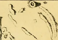 An illustration from The phenomena and order of the solar system (1843)