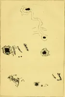 An illustration from The phenomena and order of the solar system (1843)