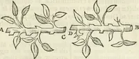 An illustration from Philosophia Moysaica : in qua sapientia & scientia creationis & creaturarum sacra veréque Christiana (vt pote cujus basis sive fundamentum est unicus ille lapis angularis Iesus Christus) ad amussim & enucleaté explicatur (1638)