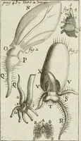 An illustration from Philosophia vetus et nova : ad usum scholae accommodata, in Regia Burgundia olim pertractata (1684)