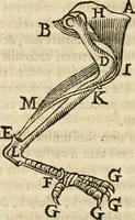An illustration from Philosophia vetus et nova : ad usum scholae accommodata, in Regia Burgundia olim pertractata (1684)