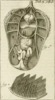 An illustration from Philosophia vetus et nova : ad usum scholae accommodata, in Regia Burgundia olim pertractata (1684)
