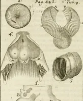 An illustration from Philosophia vetus et nova : ad usum scholae accommodata, in Regia Burgundia olim pertractata (1684)